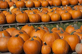 Pumpkins Farm, Food, Halloween Pumpkin Fall Autumn