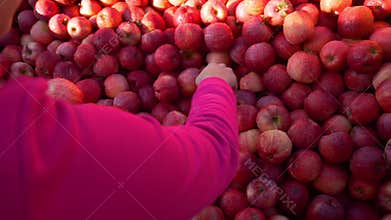 Close Up of Woman Buying Fresh Apples Outdoors