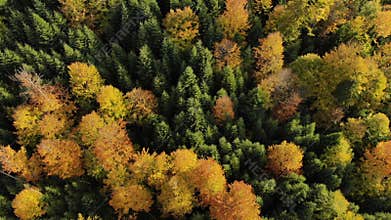 Autumn forest aerial colorful trees drone mountains