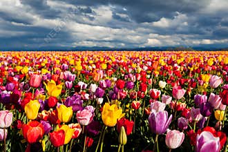 Field of colorful tulips in Spring