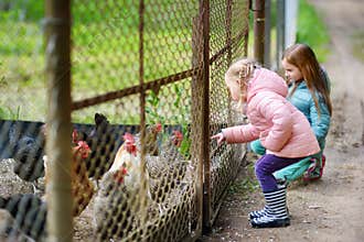 Cute little girls looking at farm chickens through metal fence