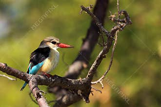 The brown-hooded kingfisher ,Halcyon albiventris, sitting on the wooden post with green background in typical position