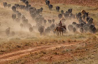 Cowboys Moving the Herd