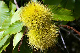 Chestnut branch