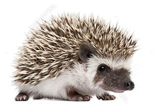 Four-toed Hedgehog, Atelerix albiventris