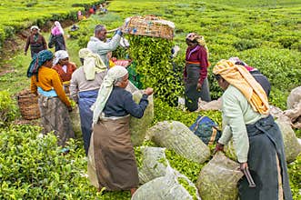 A Tamil woman from Sri Lanka breaks tea leaves on tea plantation with the traditional tea plucking method at haputale, Sri Lanka
