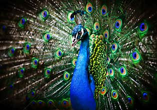 Beautiful peacock