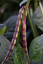 Two Mature Pinkeye Purple Hull Pea Pods