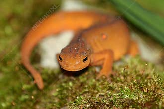 Red eft portrait