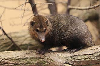 Long-nosed kusimanse