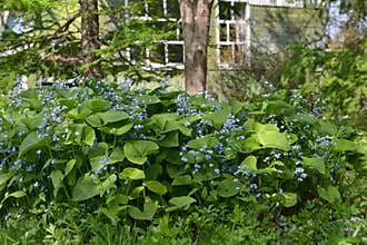 Vintage home garden still life with blooming plants, trees and flowers in spring