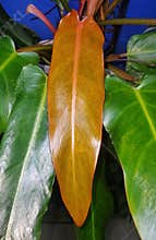 Close up of the shiny bright red leaf of Philodendron Orange Marmalade