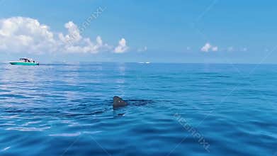 Huge whale shark swims on the water surface Cancun Mexico