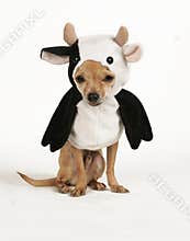Cow dog