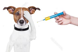 Dog vaccination