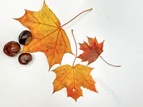 on a white backgroundmulticolored autumn maple leaves