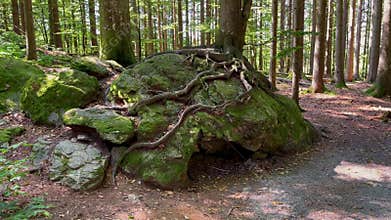 Tree growing on rock, Bavarian Forest National Park. Germany