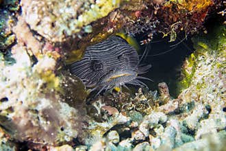 The Splendid Toadfish Sanopus splendidus is only found on the island of Cozumel