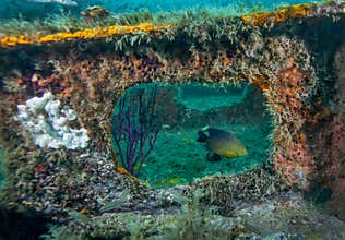 Damselfish Framed - Bridge Span Artificial Reef