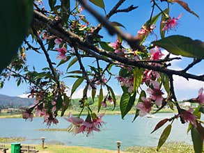 Beautiful cherry blossoms at nuwara eliya