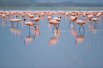 Flamingos