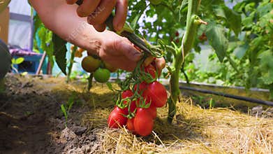 female farmer hands picking crop of red tomatoes in glasshouse.