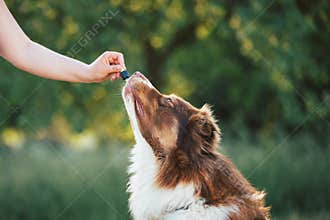 Giving CBD hemp oil to dog