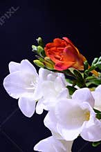 The beautiful colorful freesia flower close up view