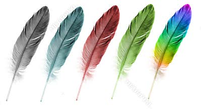 Feather pen set of abstract color