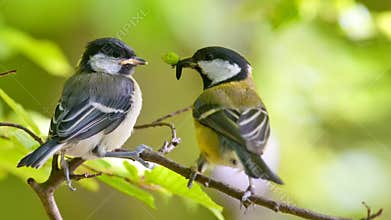 Great tit is feeding younger bird