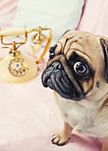 A sad looking pug waiting by the phone