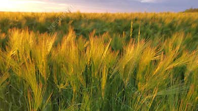 Sunset landscape of barley field with lush golden barley ears in Ukraine