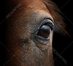 Brown tragic horse head eyes. A closeup portrait of the face of a horse