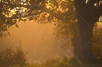 Oak tree standing alone