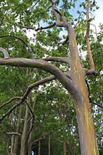 Rainbow Eucalyptus Tree Closeup