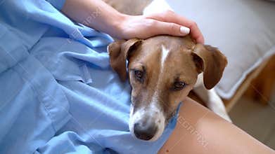 dog laid its head on the lap of its owner, a girl in blue clothes.