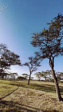 Kenyan Landscape Plants Trees Fields Meadows Environment In Kajiado County Great Rift Valley Kenya East African