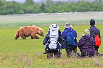 Alaska Brown Bear Viewing Group Hallo Bay