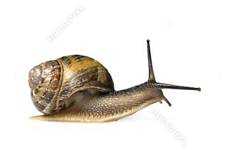 Garden snail