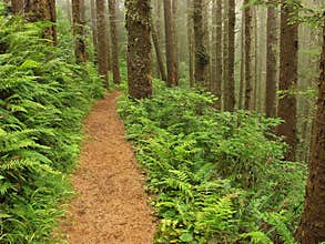 Fern Lined Path