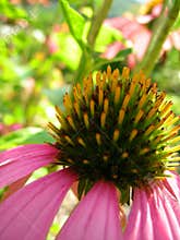Amazing Echinacea the healer