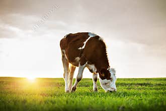 Cow grazing in fresh pastures, sunset