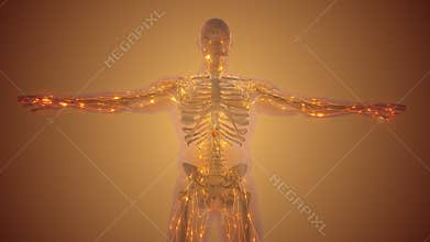 The lymphatic system or lymphoid system