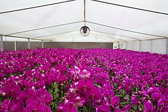 Flower greenhouse