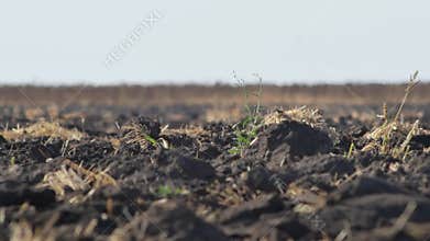 Ploughed farmland in extreme heat. Strong wind is blowing
