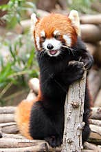 Red Panda
