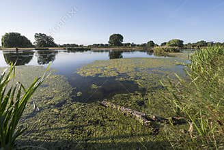 Summer ponds full of algea