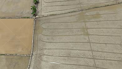 Wet plowed paddy field ready to be cultivate. Farmer plough and levelling soil also helps water distribution in paddy.
