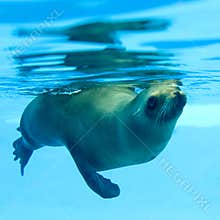 Seal