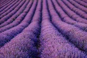 Lavender flower blooming scented fields in endless rows.